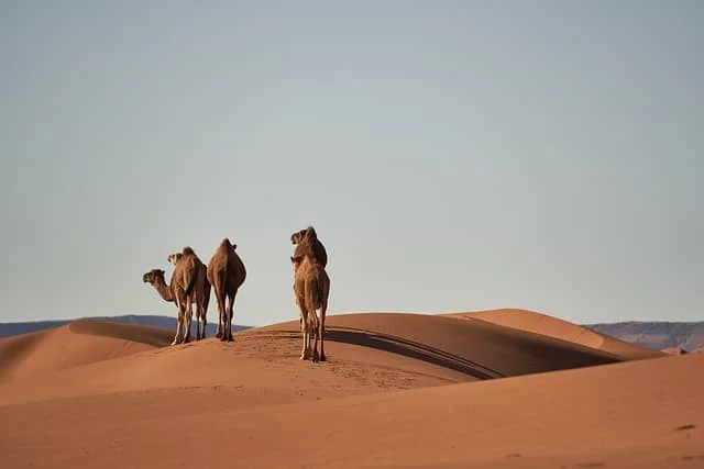 Explore Sustainable Desert Tours in Morocco's Sahara - Experience Responsible Eco-Tourism Adventures with Expert Guides.