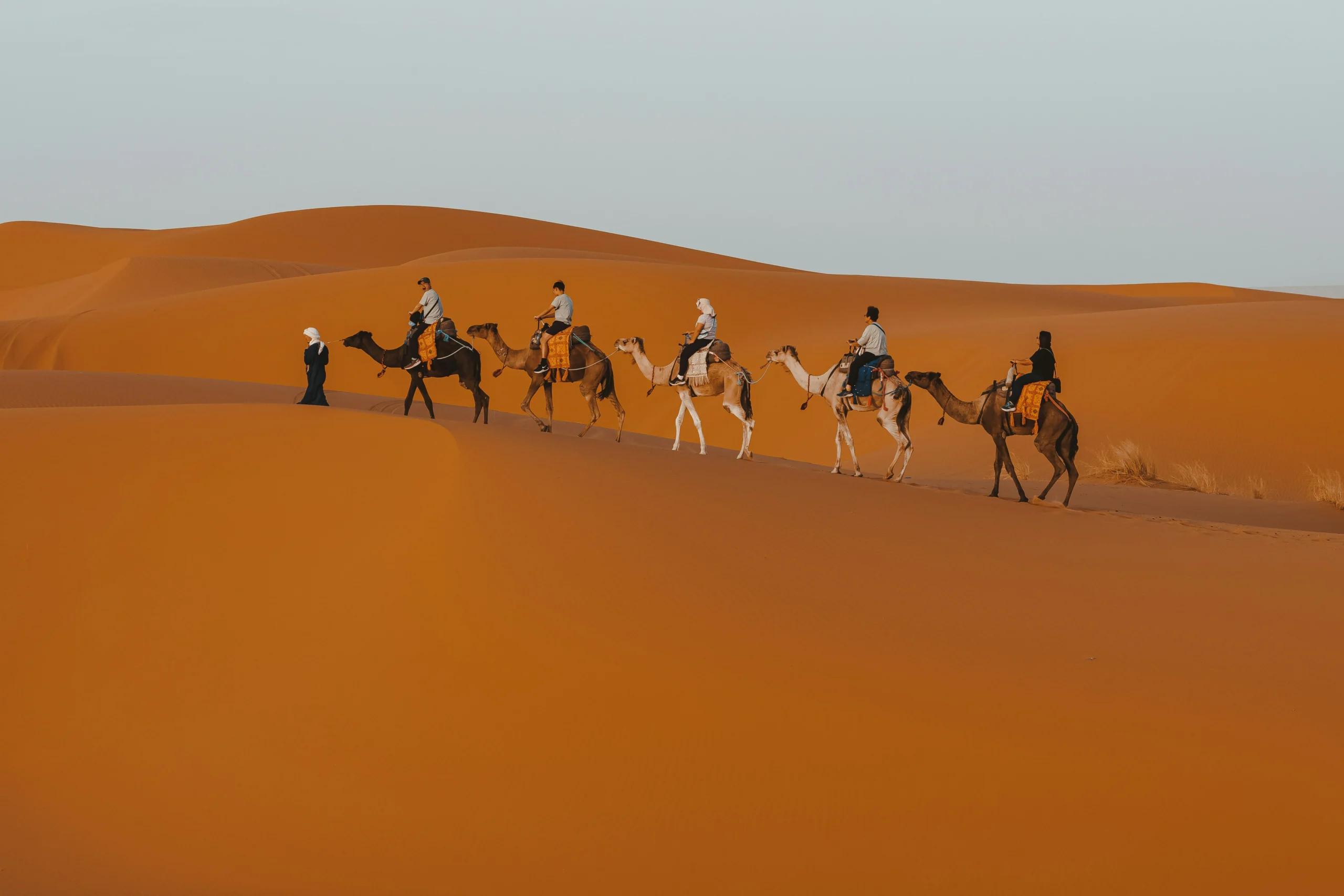 camel riding